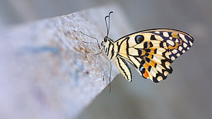 macro photography of brown, black, and blue butterfly